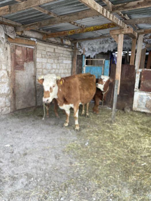 Продаеться корова с теленком