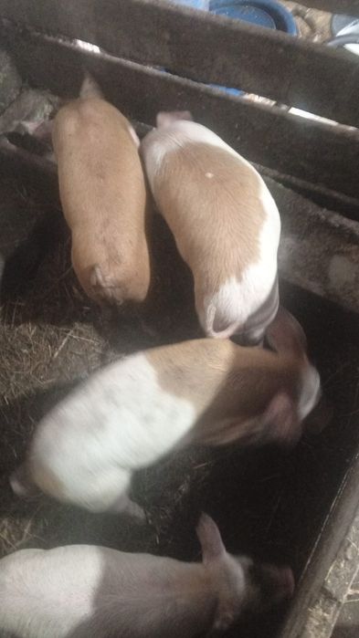 Продам поросят.!