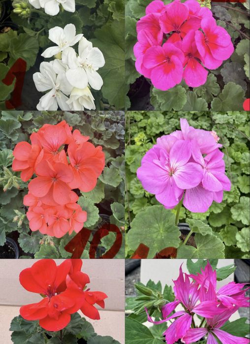 Разцъфнал пеларгониум мушкато разнообразие от цветове здраво вкоренено растение