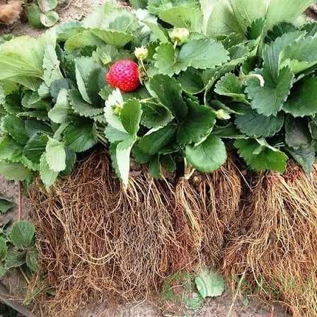 Қулупнай кўчатлари. кассеталарда торфга экилган, Саженцы клубники.