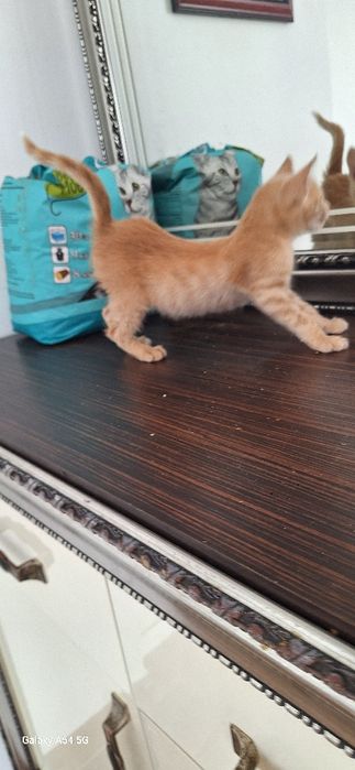 Красивый котенок  в добрые руки