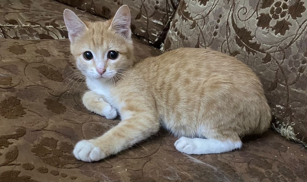 Котёнок в добрые руки