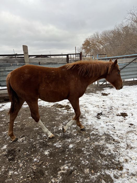Тай сатылады чистокровный, продается