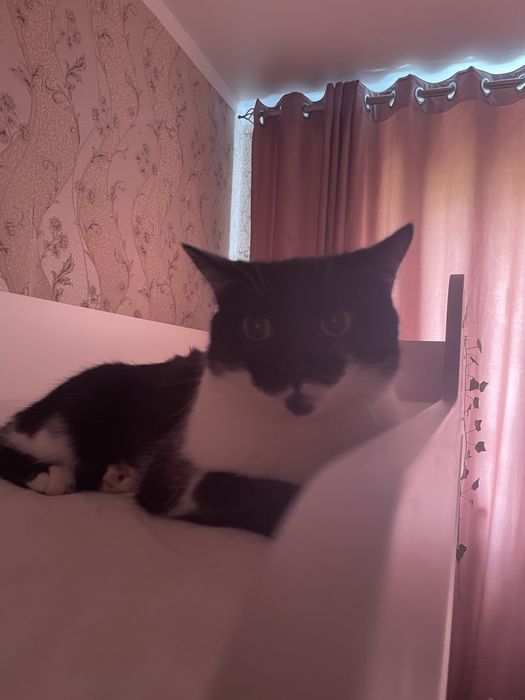 Отдам кошку даром