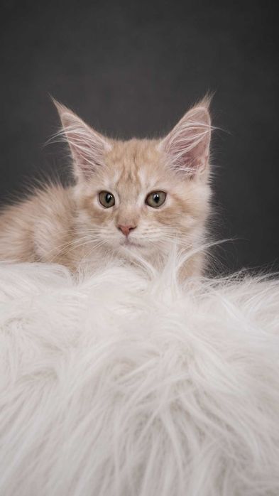 ICECREAM – Maine Coon Cream Smoke | Aproape roz în lumină | www.lynxrunecode.com