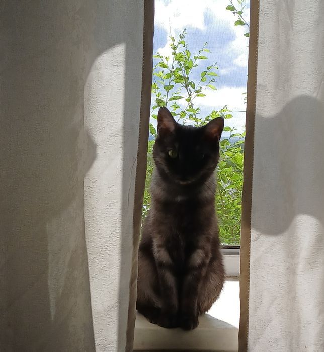 Отдам двух кошек