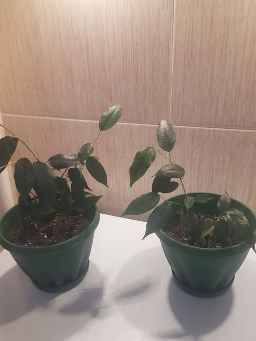 продам фикус бенжамина даниэль