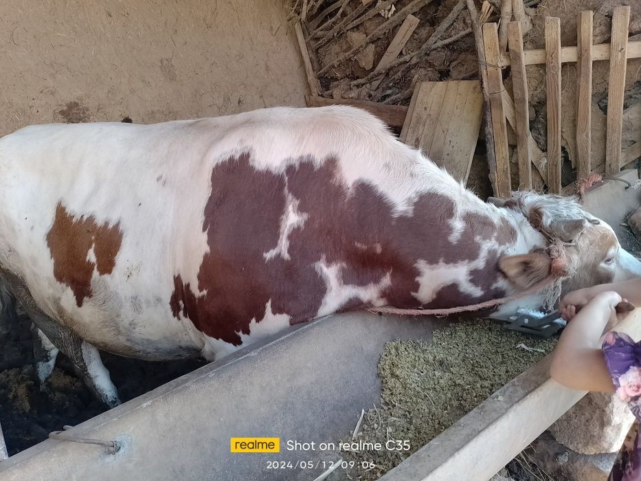 Чорва моллари сотилади тирик ва гўшт вазнида