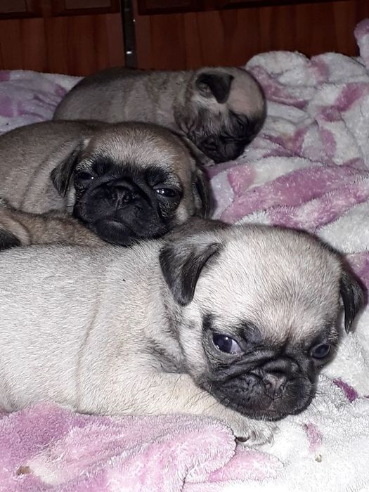 Продам очаровательных щенков Мопса.