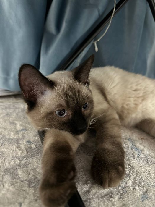 Потерялся кот сиамский