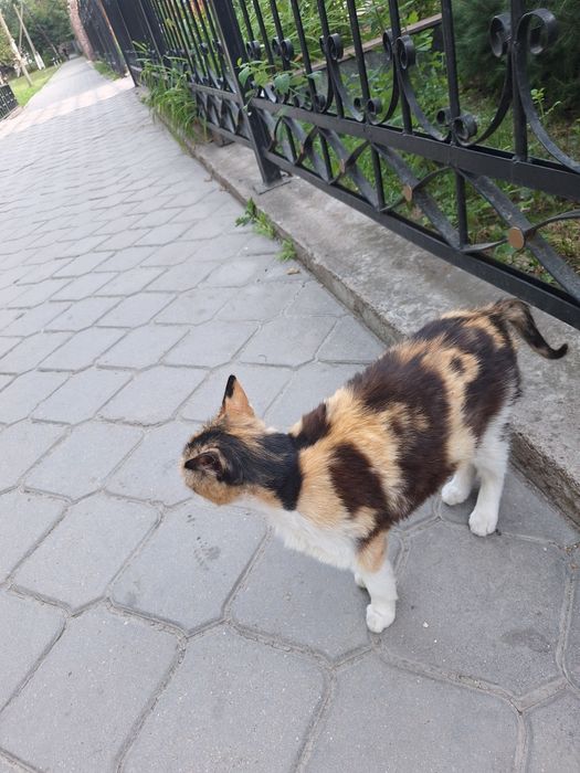 Кошка беременная