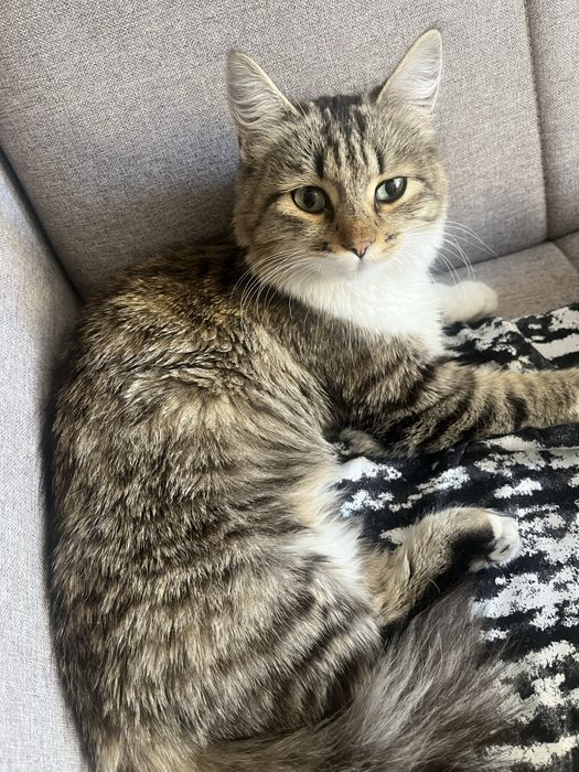 Котенок бесплатно