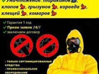 Дезинфекция дезинсекция дератизация от клопов dezinfeksiya ot klopov