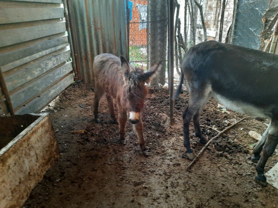 Продаю по даговору