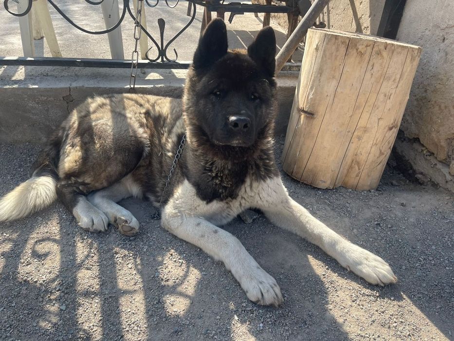 Акита девочка продам