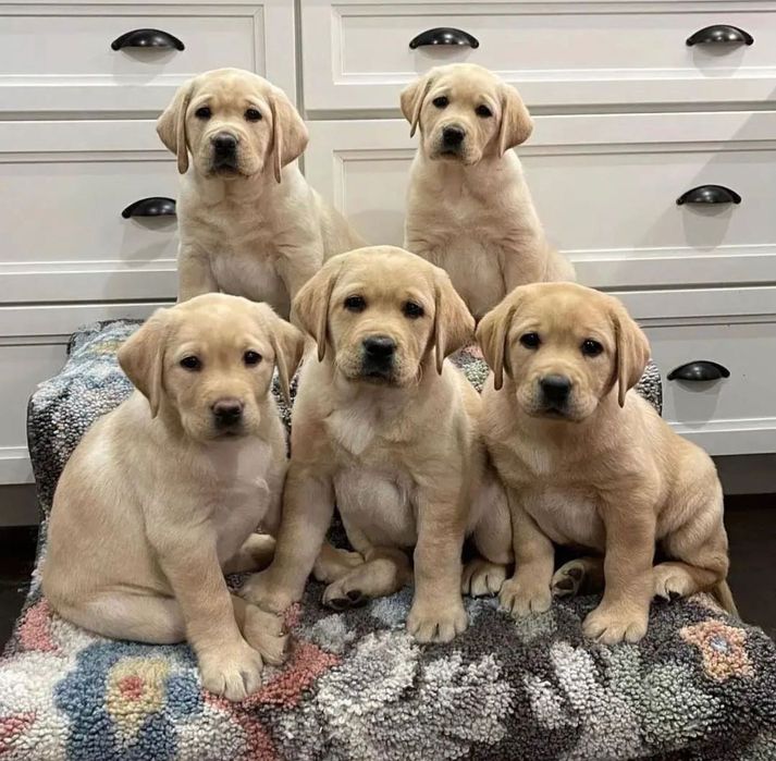 Чудо Щенки Лабрадора!