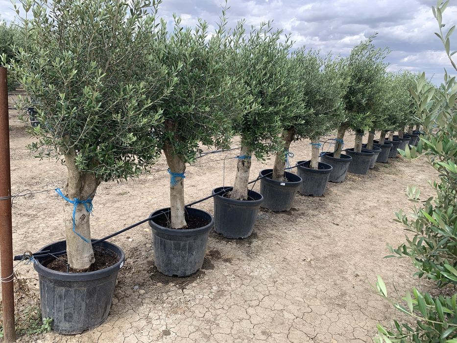 Maslin Olea Europaea pe rod