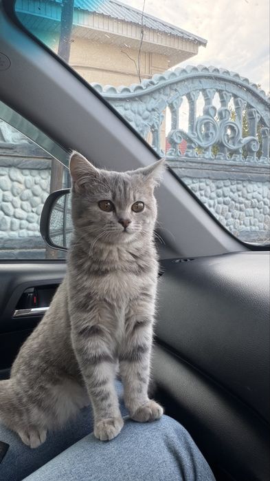 Отдам кошку в хорошие руки