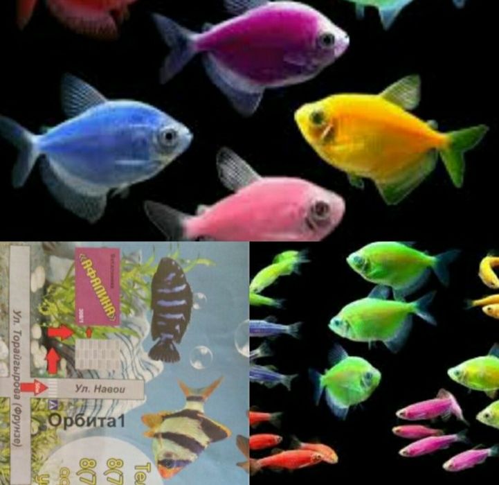 Аквариум.Навои Фрунзе