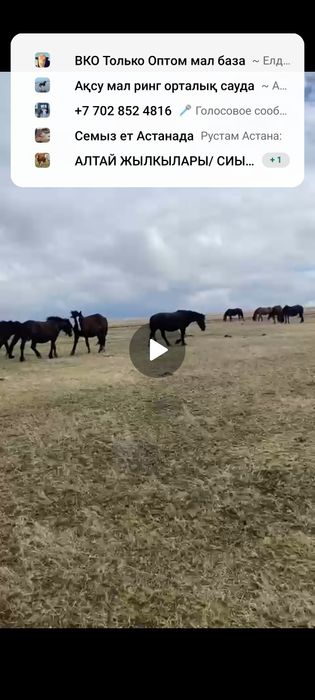 Продам новоалтайских кабыл