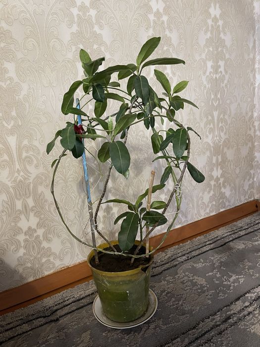 Продам Стефанотис, Мадагаскарский жасмин. Усть-Каменогорск
