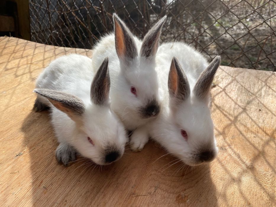 Зайци, породисти и кръстоска