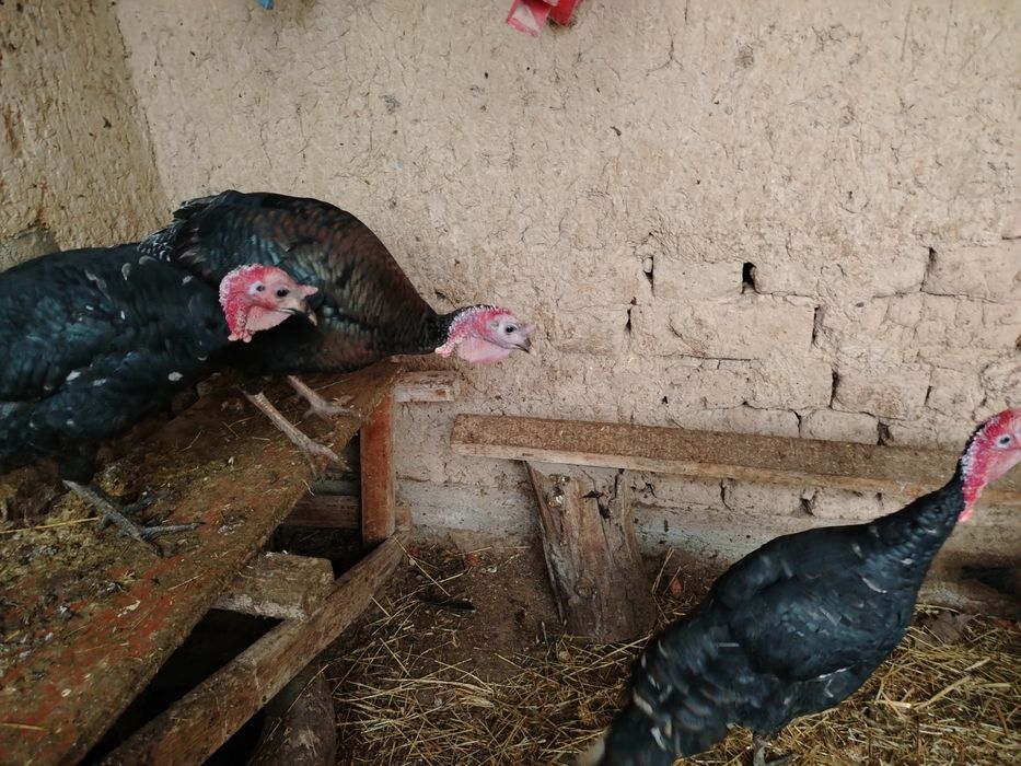 Куркалар сотилади