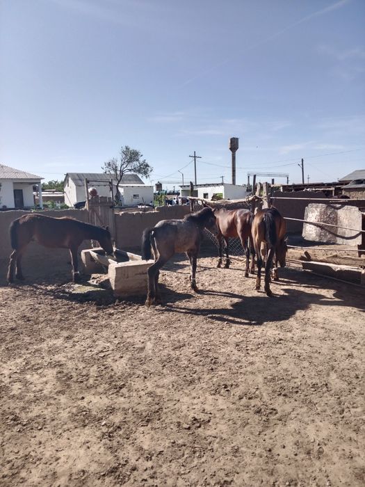 Жылқылар сатылады