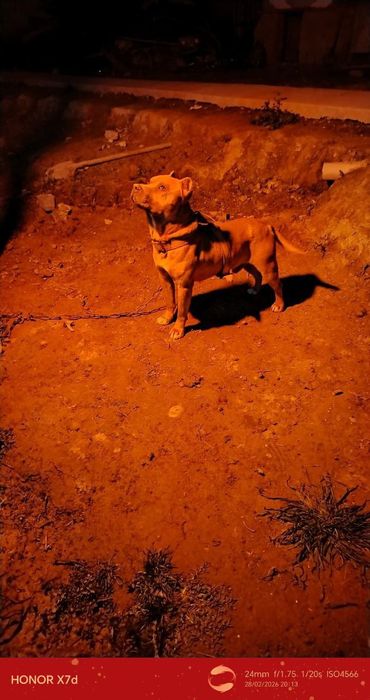 Kuchuk bola 1 yoshda