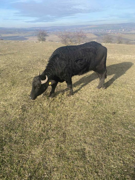 Vand trei junici de bivol
