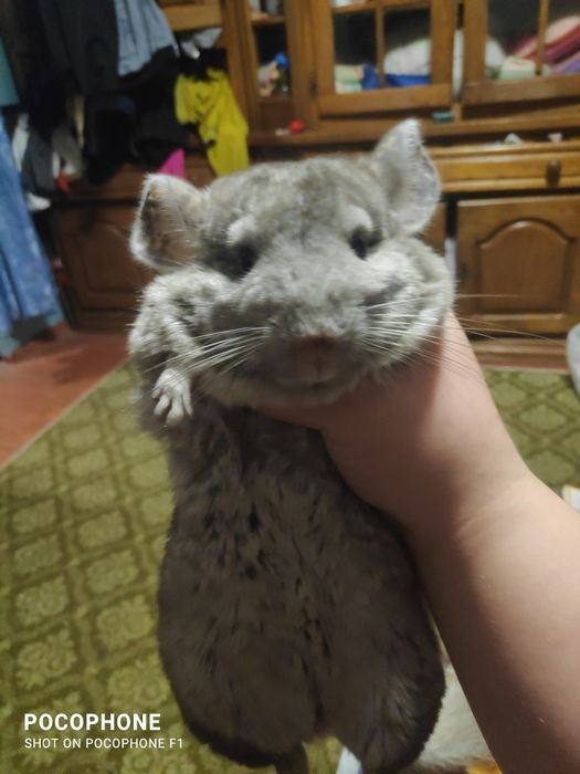 Продам шиншилу .