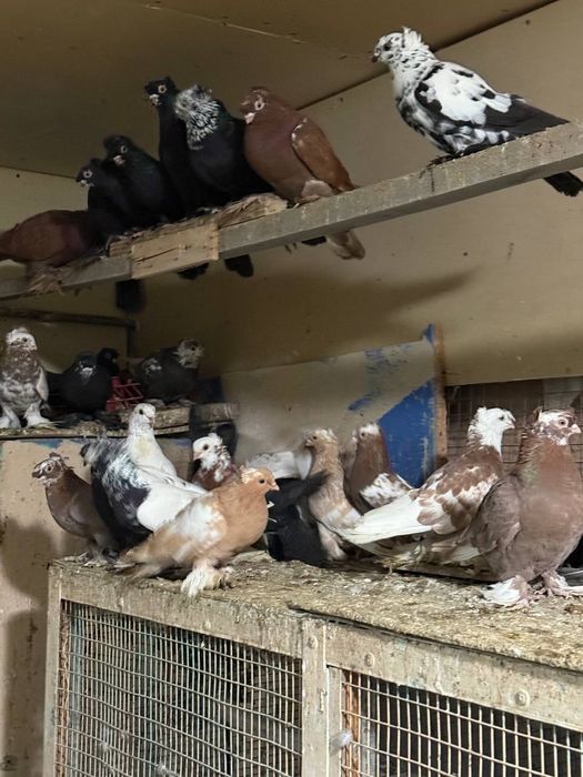 Каптарла сотилади кабутар, kaptar kabutar, голубь