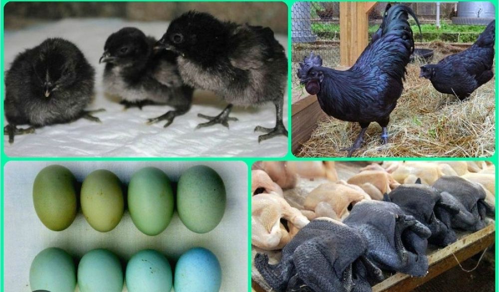 Uxeylyuy va Ayamsemani zotli xoʻroz va tovuqlar tezda sotiladi!!!