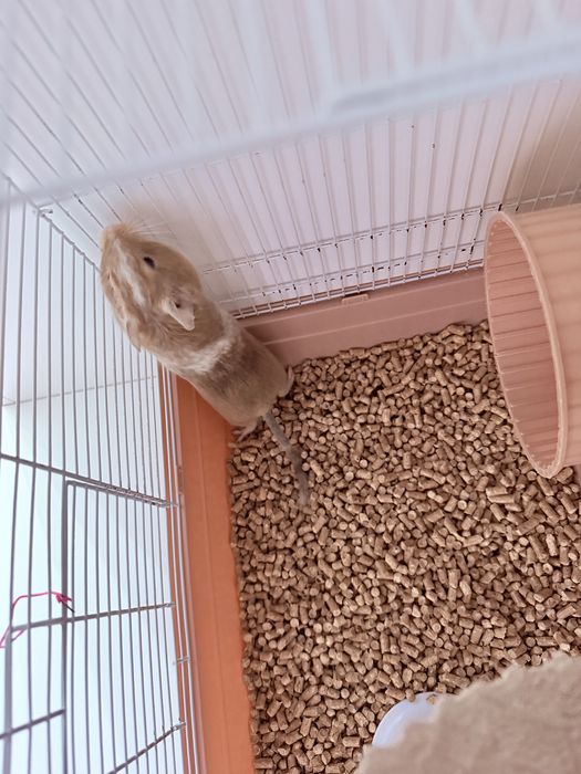 Песчанные Белки Дегу