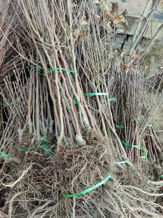 Кўчатлар мевали !