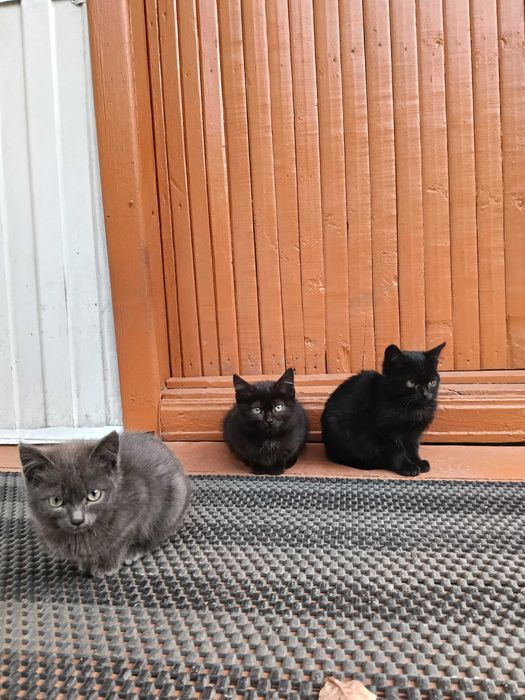 Котята, котенок, кошечка