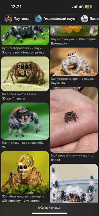 Паук скакун маленький.