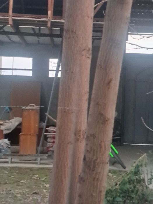 Продаются деревья павловнии — 4 шт.