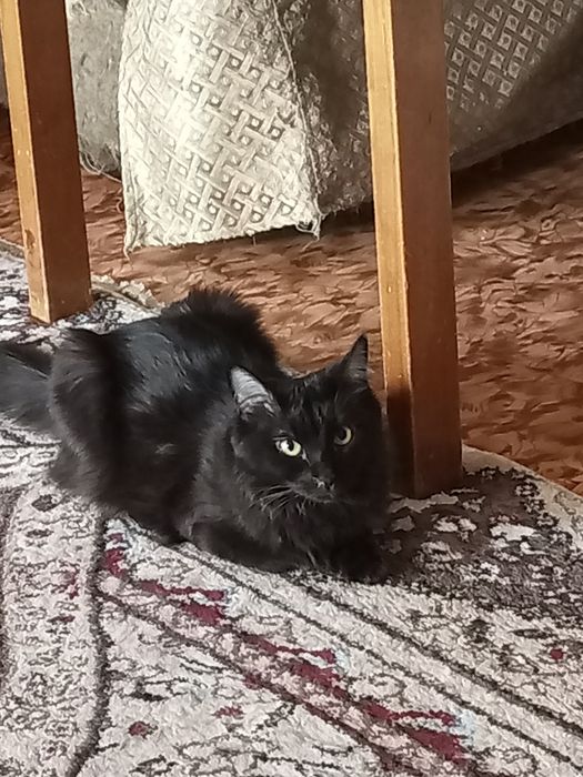 Кошечка.домащняя.своя