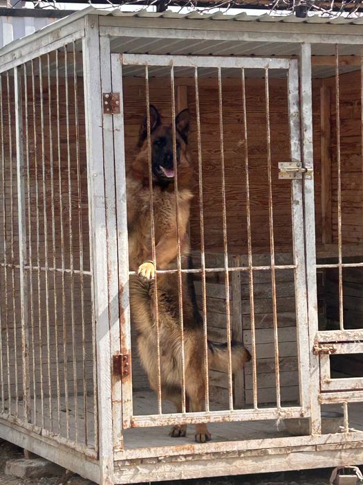 Немецкая овчарка