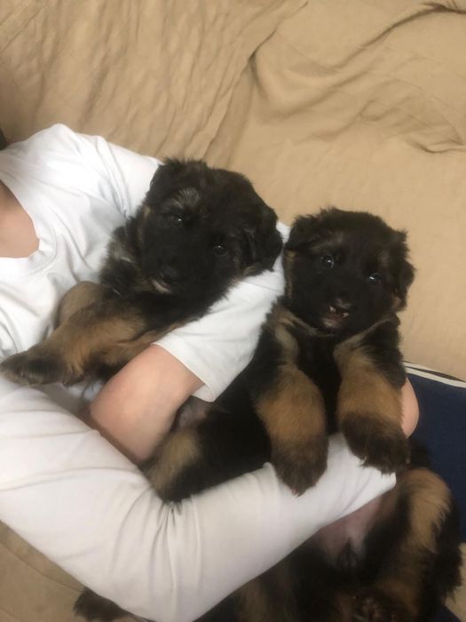 щенки немецкая овчарка