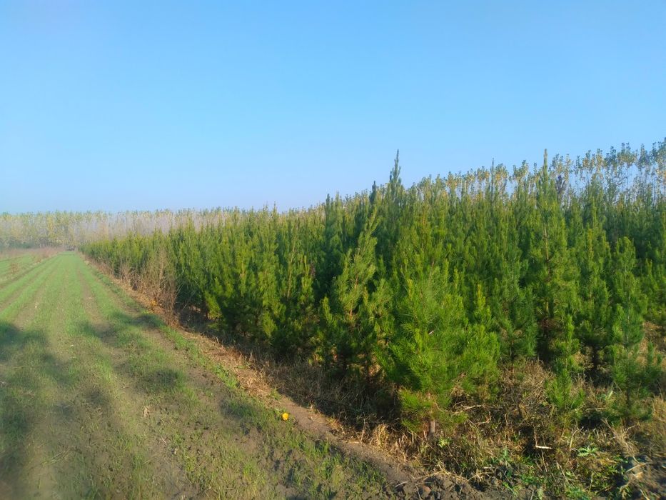 Сасна 0.5 метрдан 4 метргача