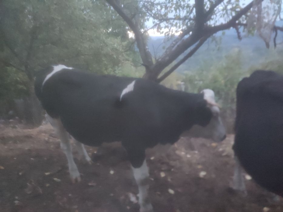Juninca (vaca) de 1 an jumate
