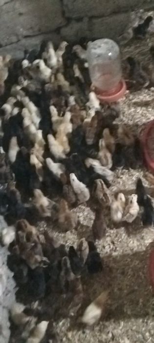 Xonaki jujalar sotiladi