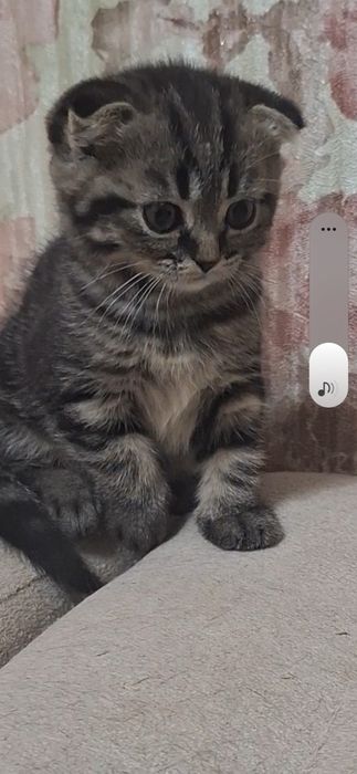 Котятки шотландские