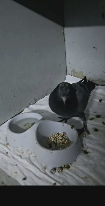 Помогите спасти  голубят!