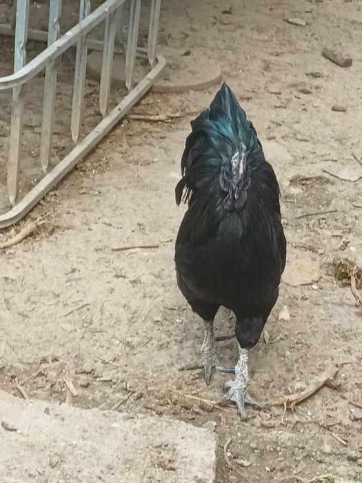 Vând doi cocoși de Ayam Cemeni