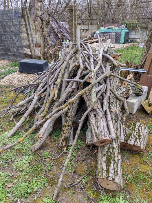 Vând trunchi de nuc