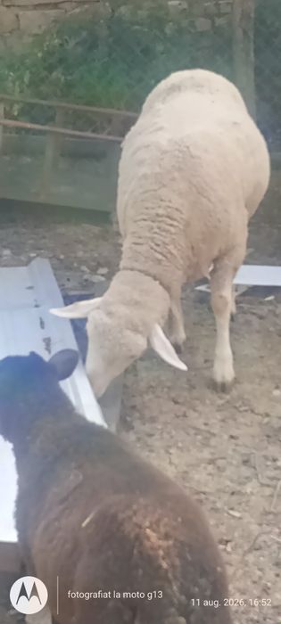 Vând oi de carne și lapte