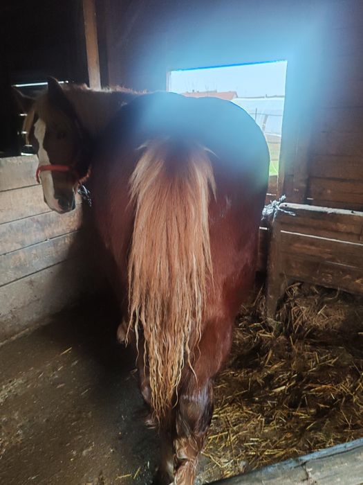 Manz, armasar, cal de un an, 1 an, acte, harmasar